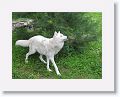 NYwolf 021